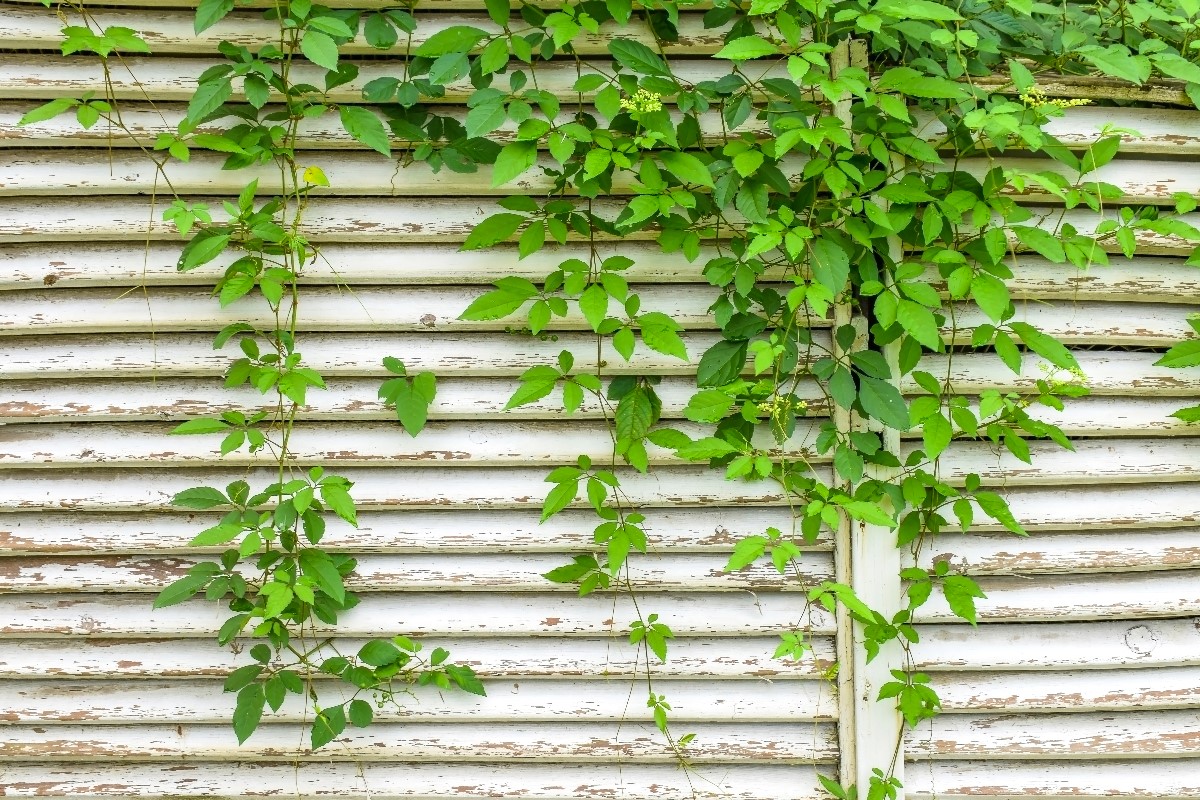 6 ideal plants for a garden shed