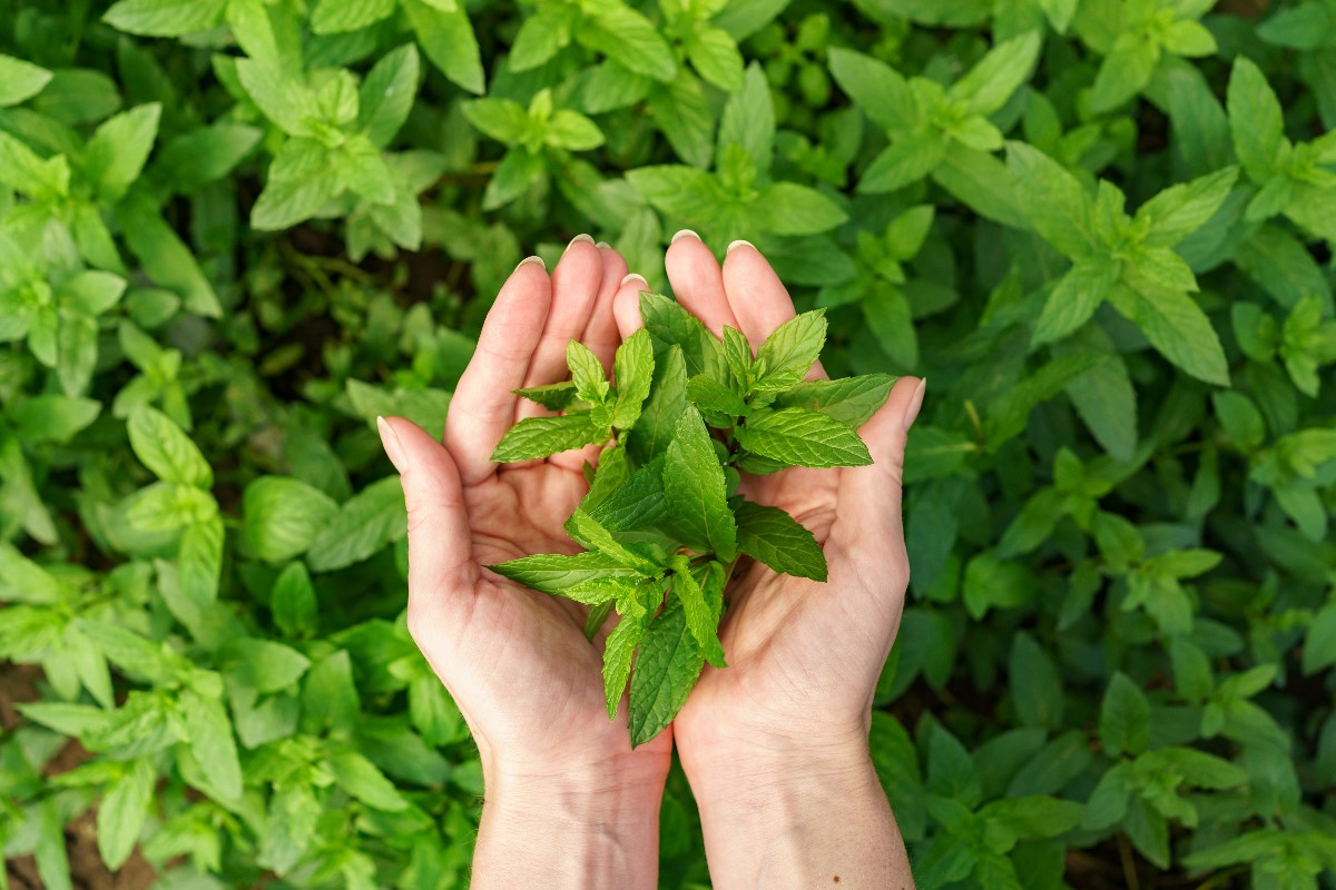 Can you grow mint on a balcony?