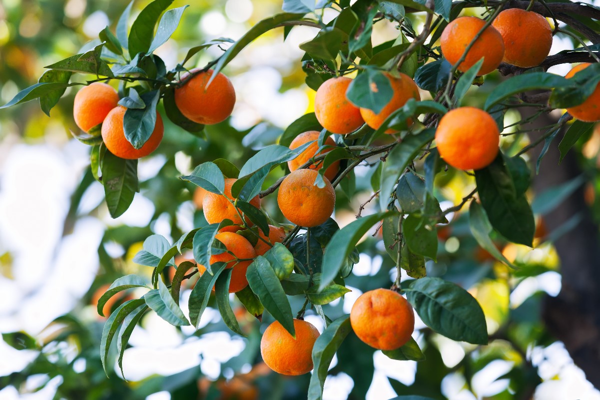 Citrus trees on the balcony – which ones are worth growing?
