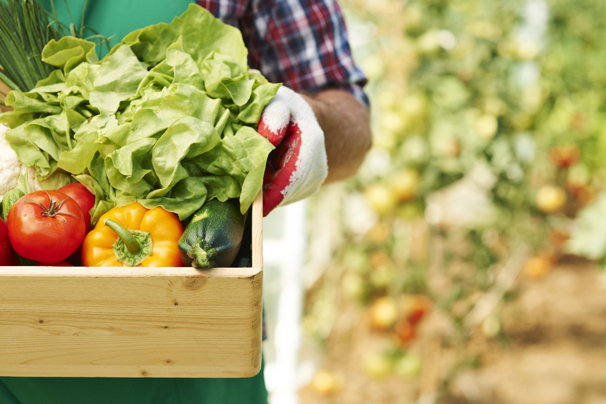 Growing vegetables on your balcony – this is what you need to know