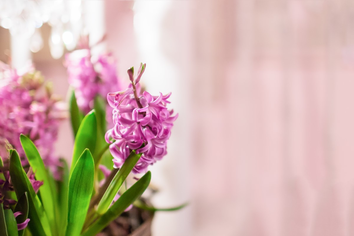 Hyacinth at home – the perfect plant for spring