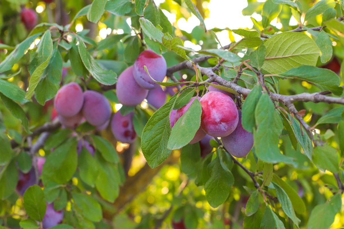 When to plant fruit trees?