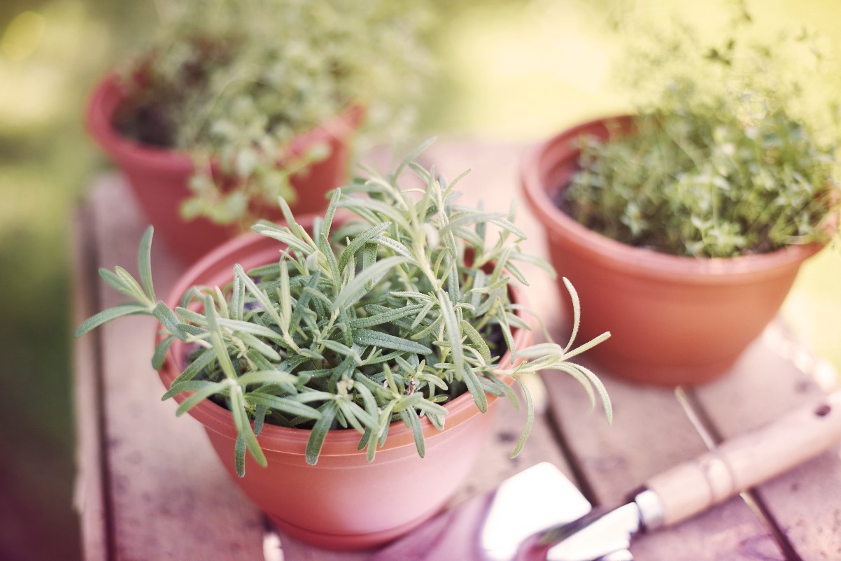 Thyme – growing in the garden