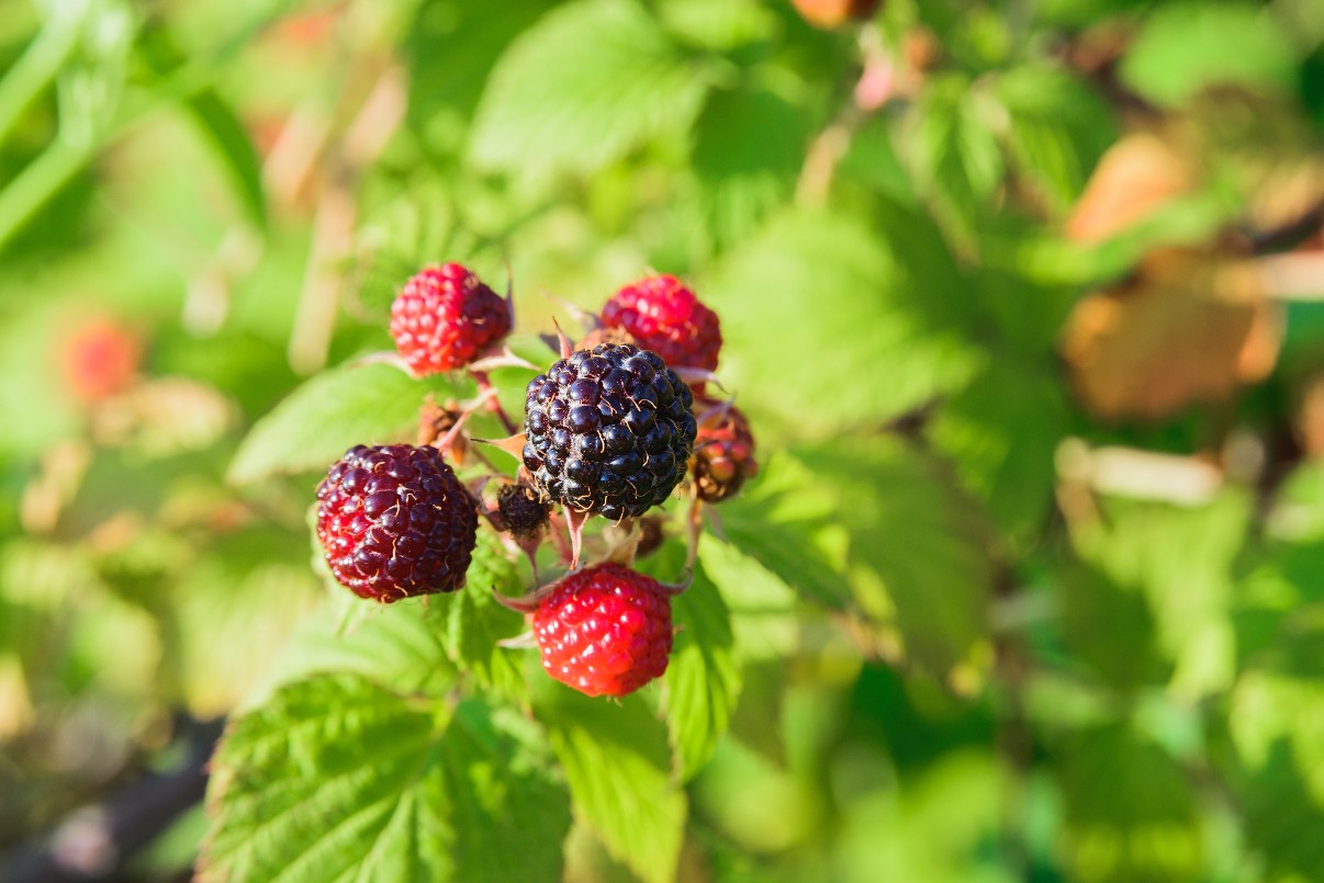 Growing blackberries in the garden – where to start?