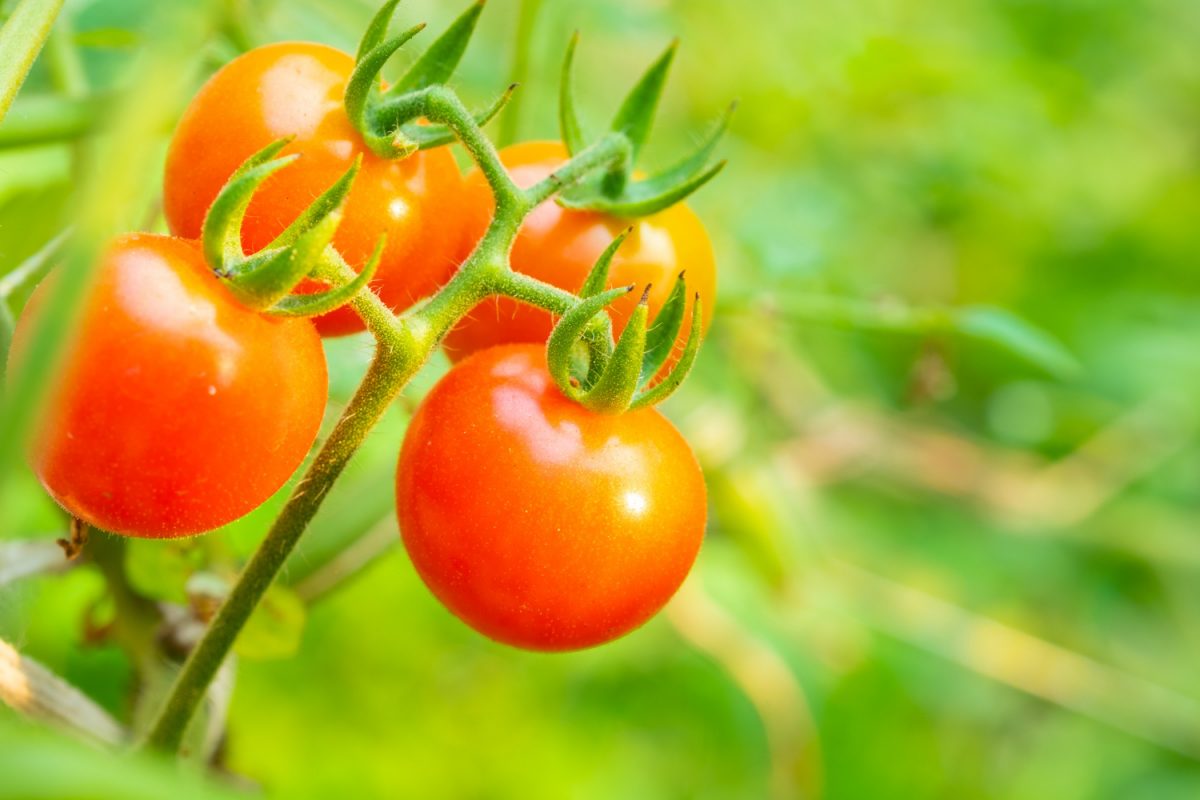 Can you grow tomatoes on a balcony?