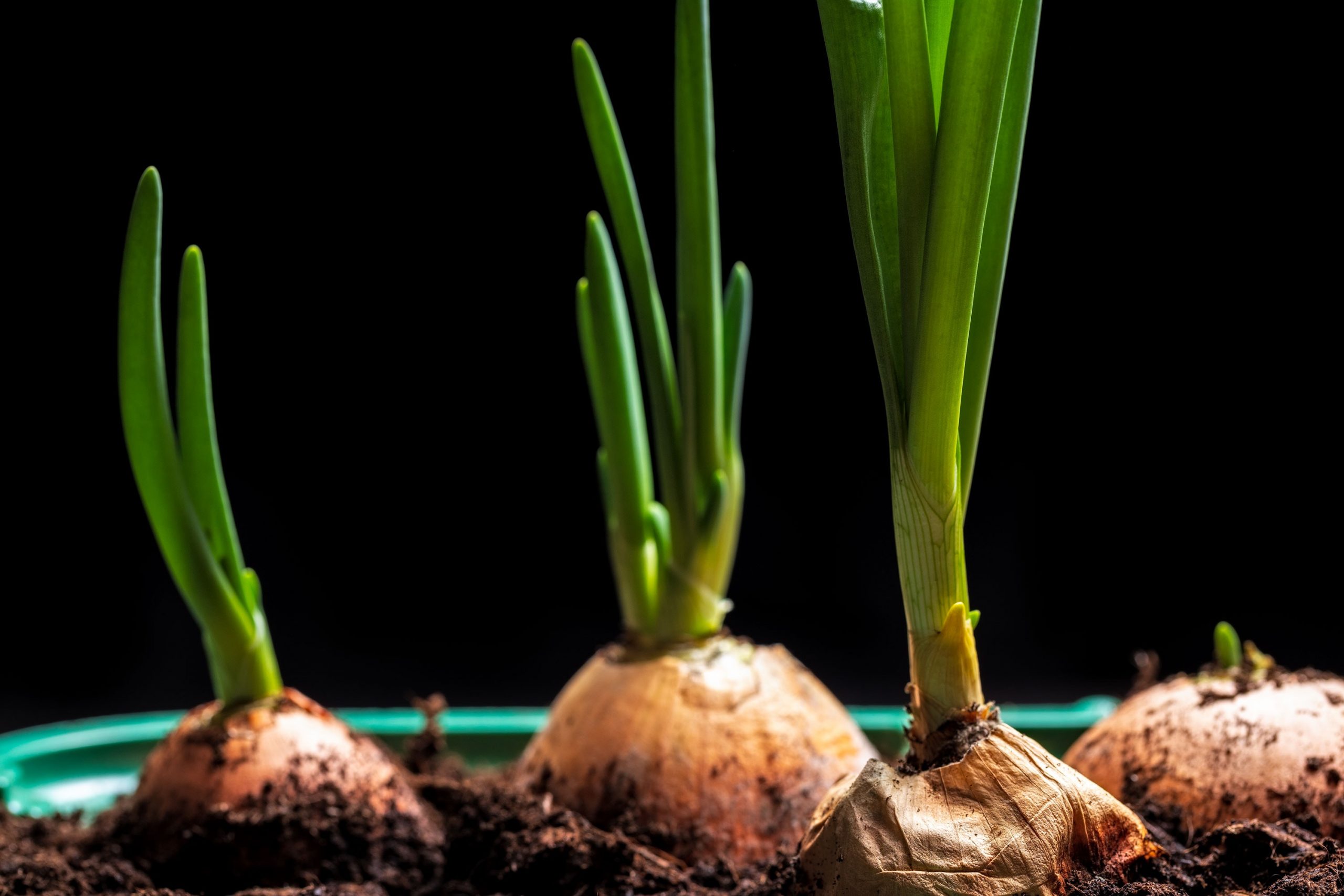 Growing spring onions – what do you need to know?