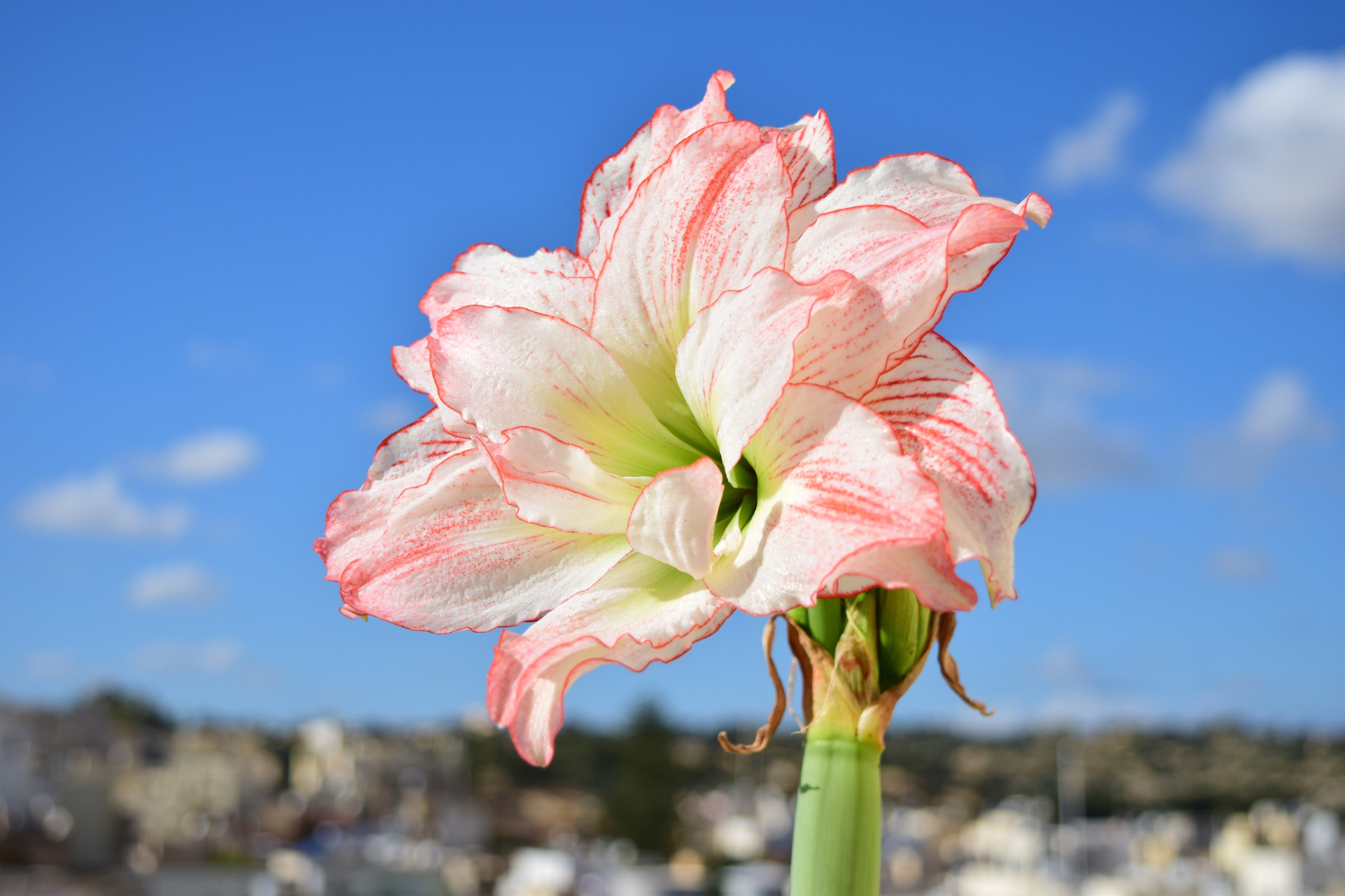 Amaryllis – everything about cultivation and care