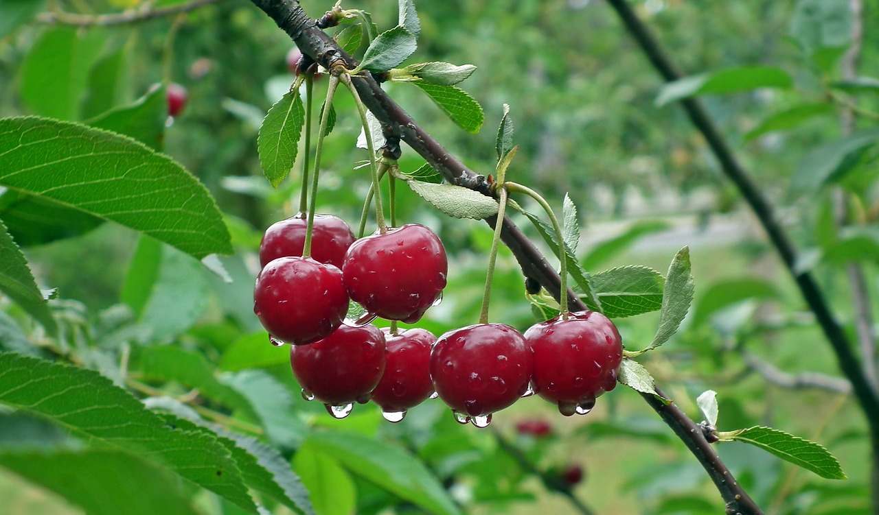 How to protect cherries from starlings?