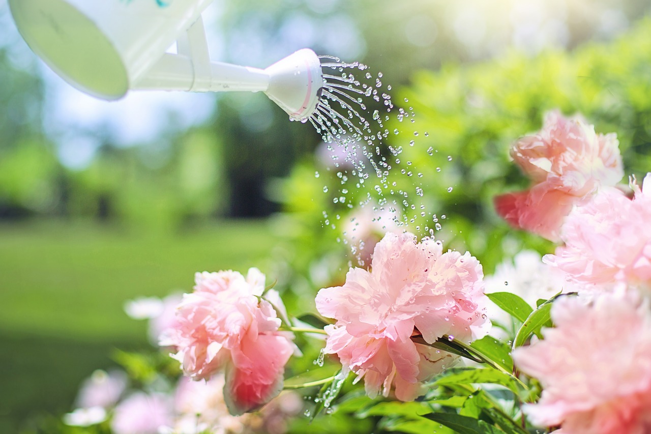 How to water plants in summer? Watering during hot weather