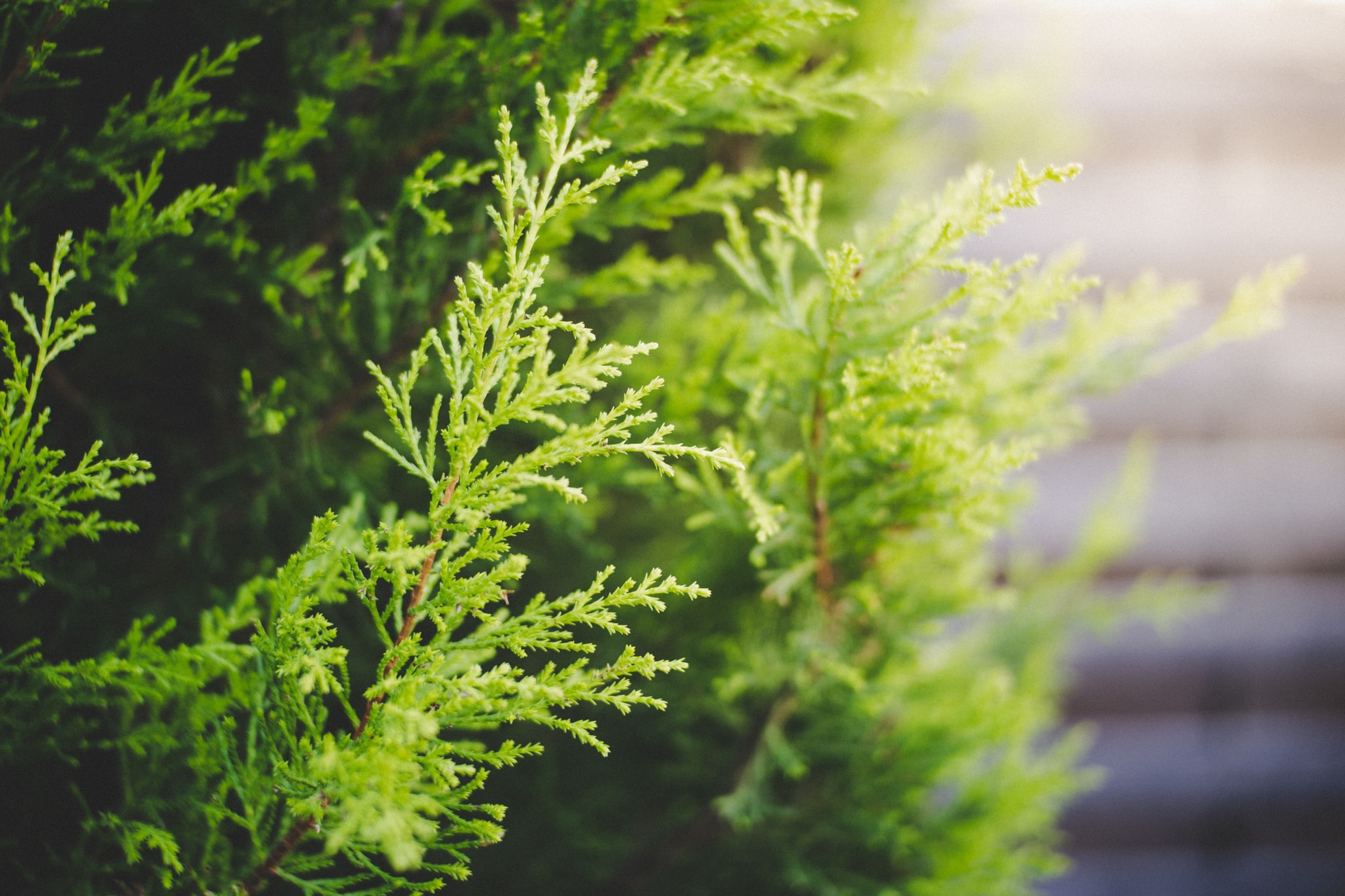 Cypress in a pot on the balcony – how to care?