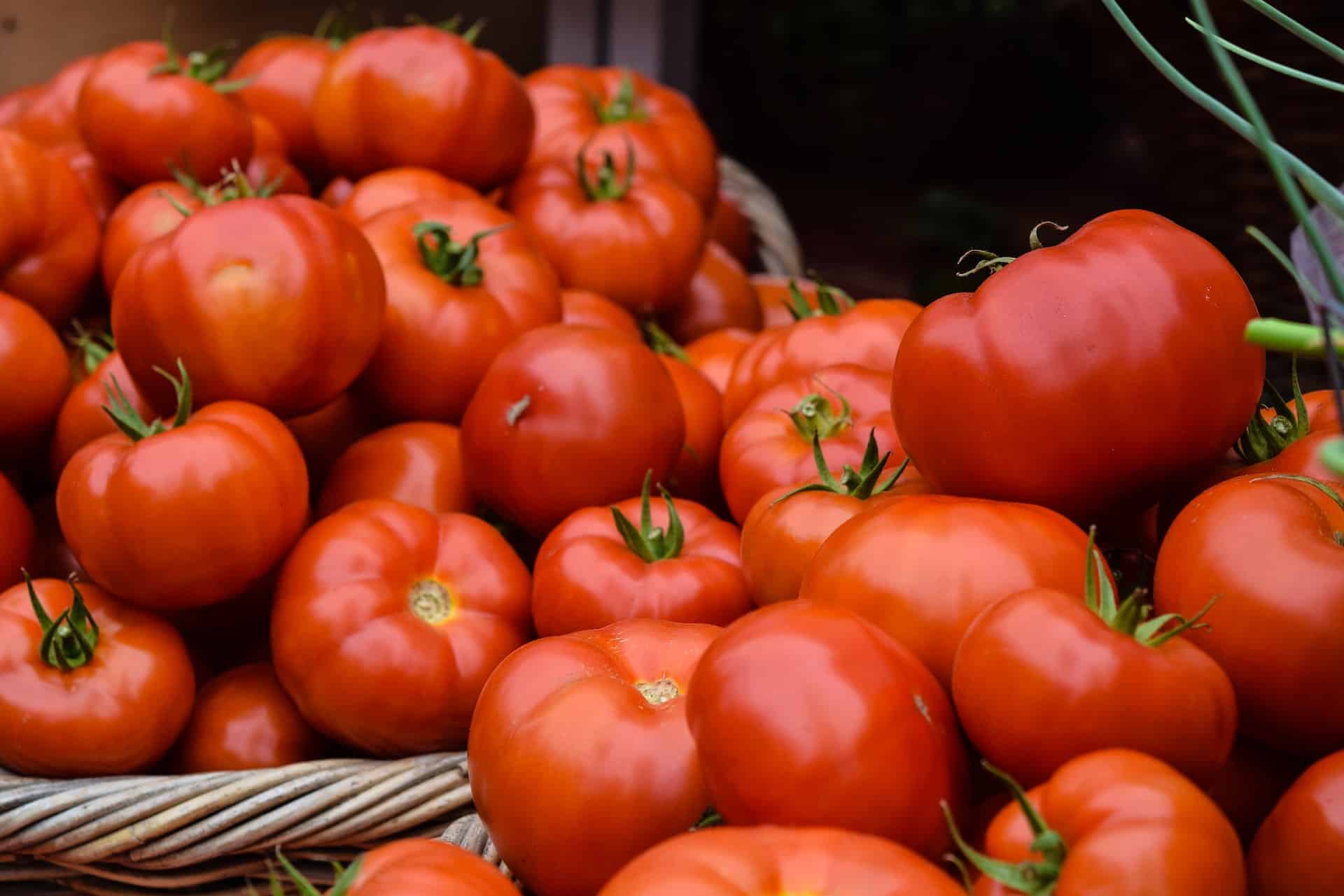 Tomatoes in the garden are bursting? See what to do about it