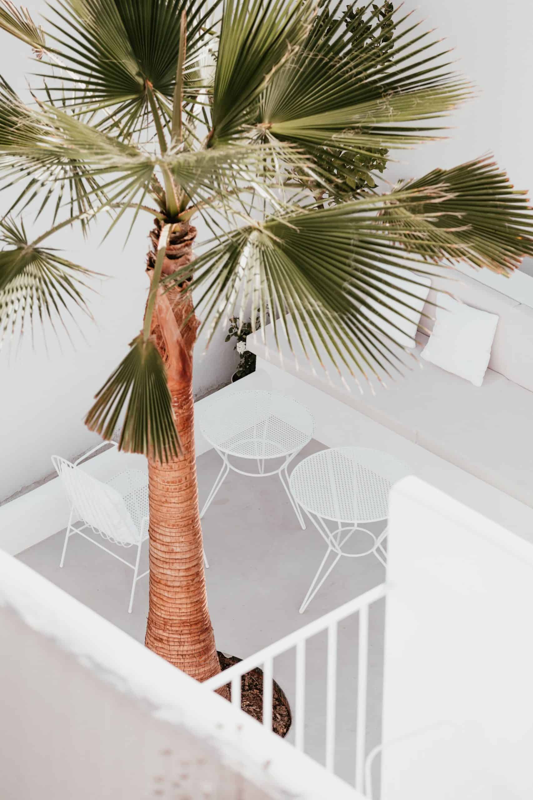 Is it possible to grow a palm tree on the balcony?