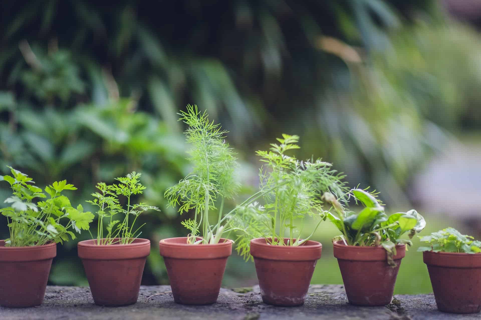 Should herbs on the balcony be hidden for the winter?