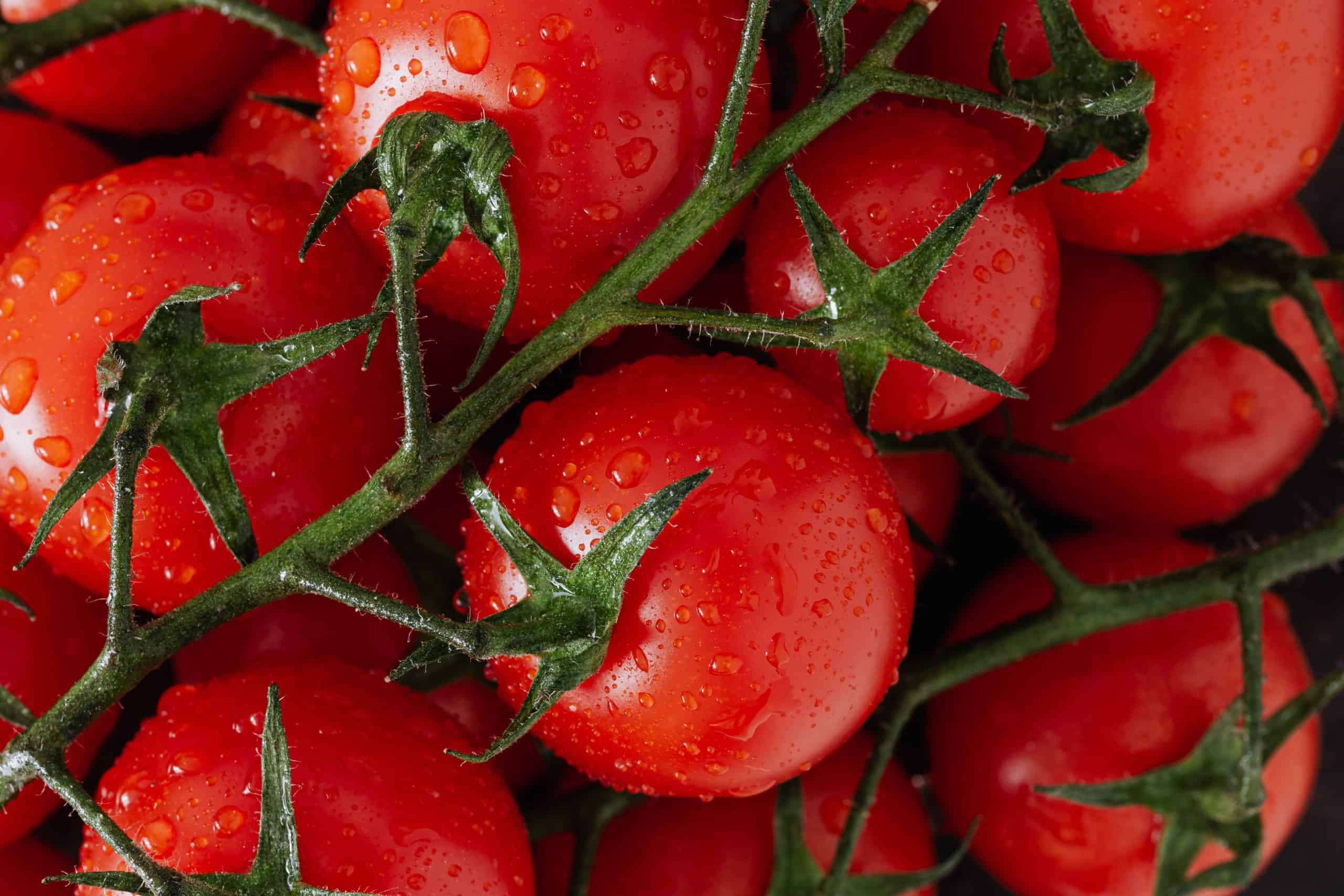 How to Choose the Best Organic Tomatoes in Crossville